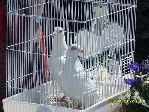 Svatební bílý holubi
