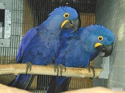 Roztomilé a hravé hyacint papoušek papoušci na pr