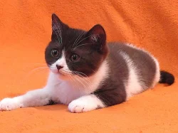 Britské bicolor koťátko bez PP - kocourek 