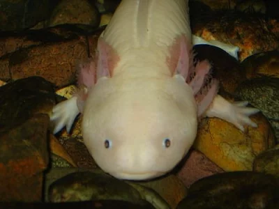 Daruji albína axolotla mexického