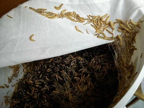 Krmný hmyz - Zavíječ voskový (Galleria mellonella)