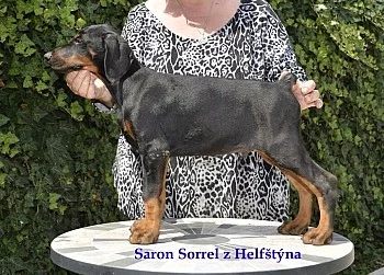 Dobrman.černý a hnědý pejsek s PP,vynikající původ