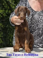 Dobrman.černý a hnědý pejsek s PP,vynikající původ