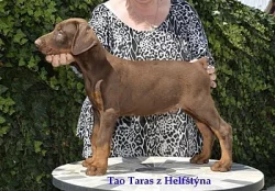 Dobrman.černý a hnědý pejsek s PP,vynikající původ