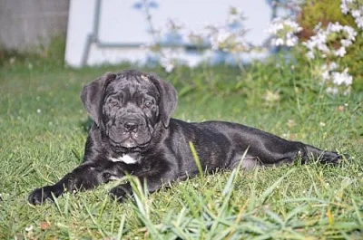Pejsci Cane corso s PP