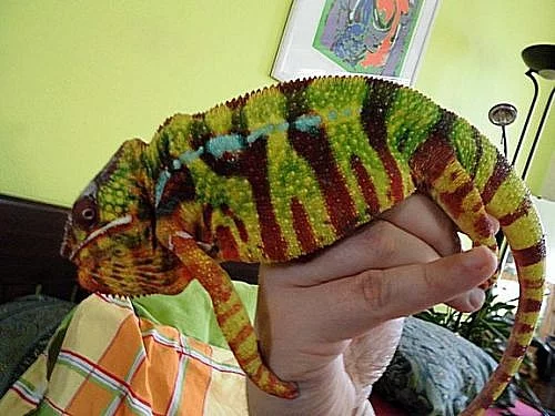 Mláďata Furcifer pardalis, lokalita Ambilobe