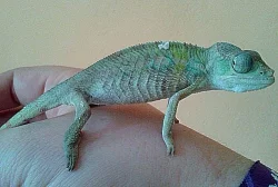 Mláďata Furcifer pardalis, lokalita Ambilobe
