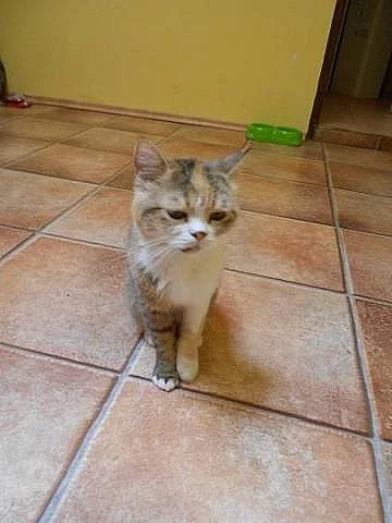 Darujeme koťat malá i odrostlá