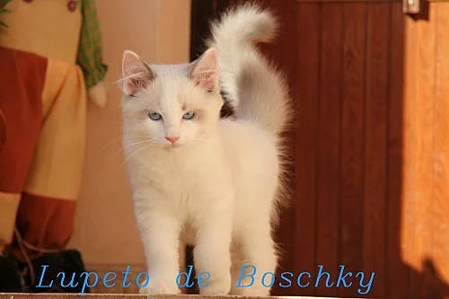 RAGDOLL s PP