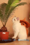 RAGDOLL s PP