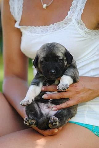 Anatolský pastevecký pes-kangal