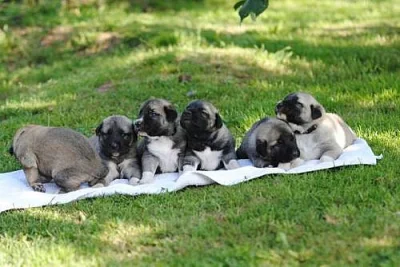 Anatolský pastevecký pes-kangal