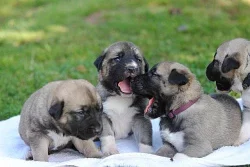 Anatolský pastevecký pes-kangal