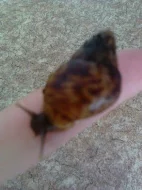 Šnečci -Achatina Reticulata