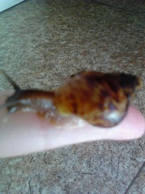 Šnečci -Achatina Reticulata