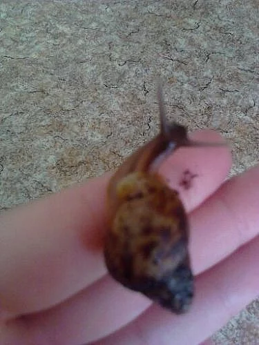 Šnečci -Achatina Reticulata