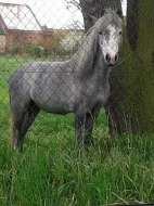 welsh part bred klisna