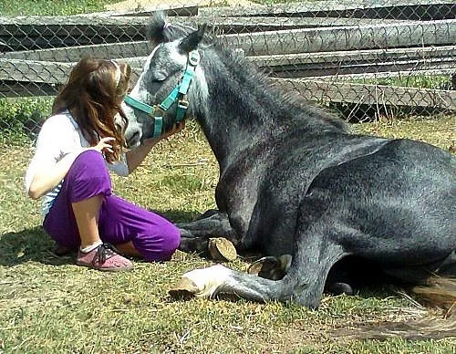 welsh part bred klisna