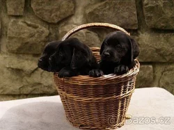 LABRADORSKÝ RETRÍVR- čokoládová a černá štěnátka s