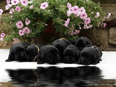 LABRADORSKÝ RETRÍVR- čokoládová a černá štěnátka s
