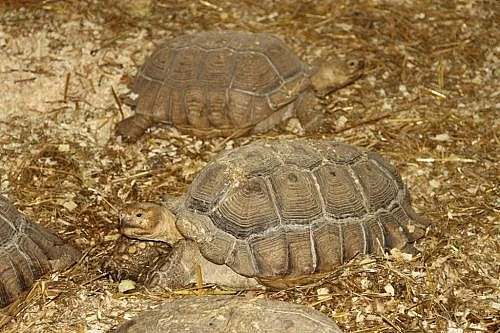Želva ostruhatá