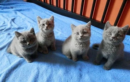 Prodám nádherná britská koťátka bez PP