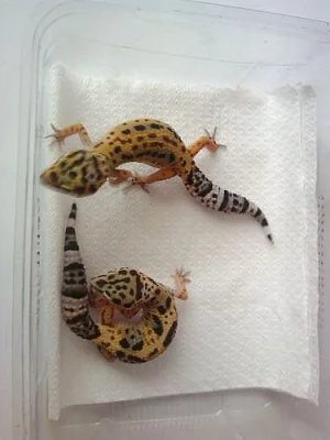 Eublepharis macularius - gekončík noční