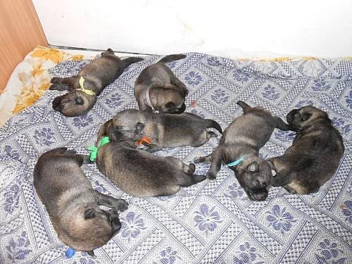 Krásná štěňata plemene Elghund s PP