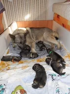 Krásná štěňata plemene Elghund s PP