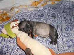 Krásná štěňata plemene Elghund s PP