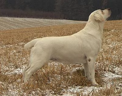 LABRADORSKÝ RETRÍVR - ŽLUTÁ ŠTĚŇÁTKA S PP