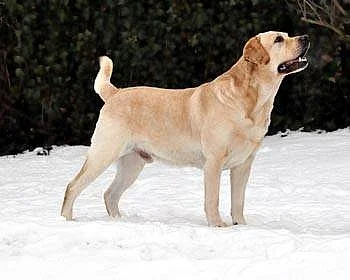 LABRADORSKÝ RETRÍVR - ŽLUTÁ ŠTĚŇÁTKA S PP