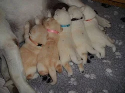 LABRADORSKÝ RETRÍVR - ŽLUTÁ ŠTĚŇÁTKA S PP
