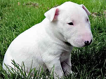 Mini Bulteriér Stěňata Na Prodej