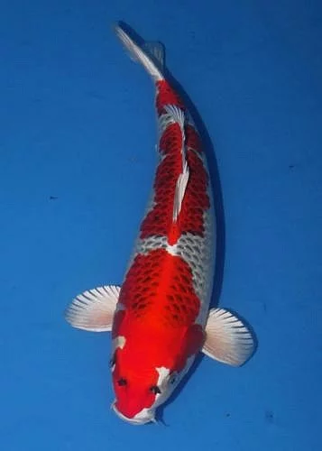 KOI JAPAN F1 a JESETER