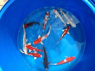 KOI JAPAN F1 a JESETER