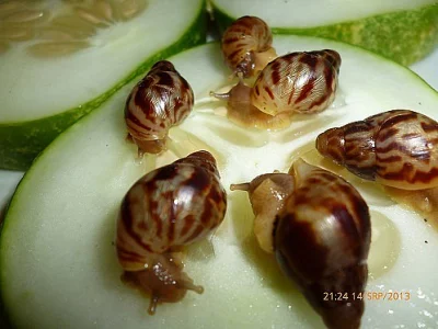 Achatina albopicta