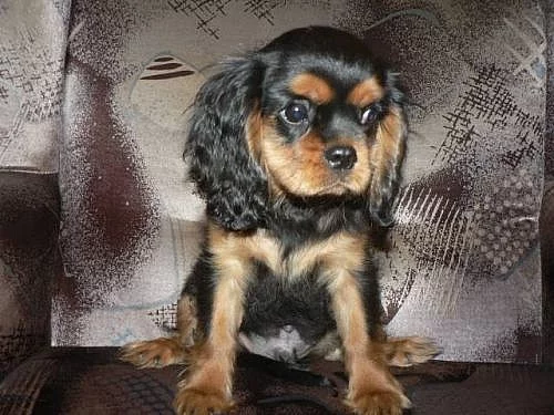Kavalír King Charles spaniel BT+RU Brno