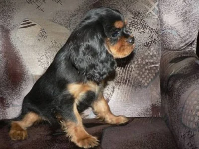 Kavalír King Charles spaniel BT+RU Brno