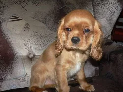 Kavalír King Charles spaniel BT+RU Brno