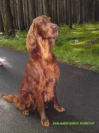 Štěně irského setra - štěňata irský setr