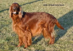 Štěně irského setra - štěňata irský setr