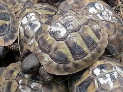 Želva zelenavá