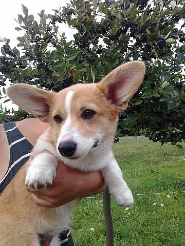 Welshcorgi pembroke štěňata prodám