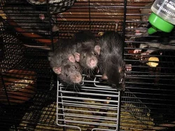 Potkaní miminka s VP