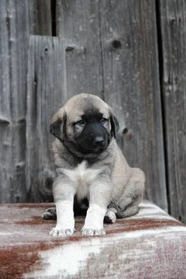 Kangal-Anatolský pastevecký pes (štěňata s PP)