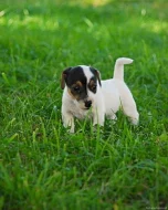 Jack Russel terier - prodám štěnata JRT
