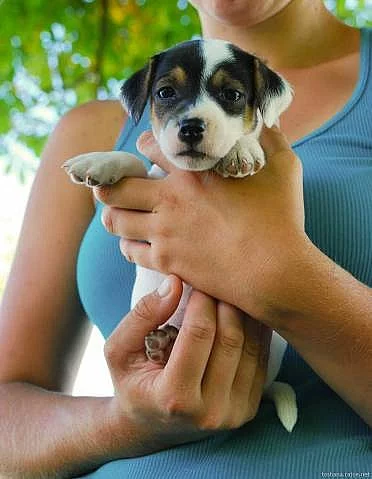 Jack Russel terier - prodám štěnata JRT