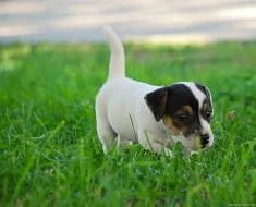 Jack Russel terier - prodám štěnata JRT