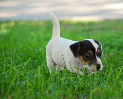 Jack Russel terier - prodám štěnata JRT